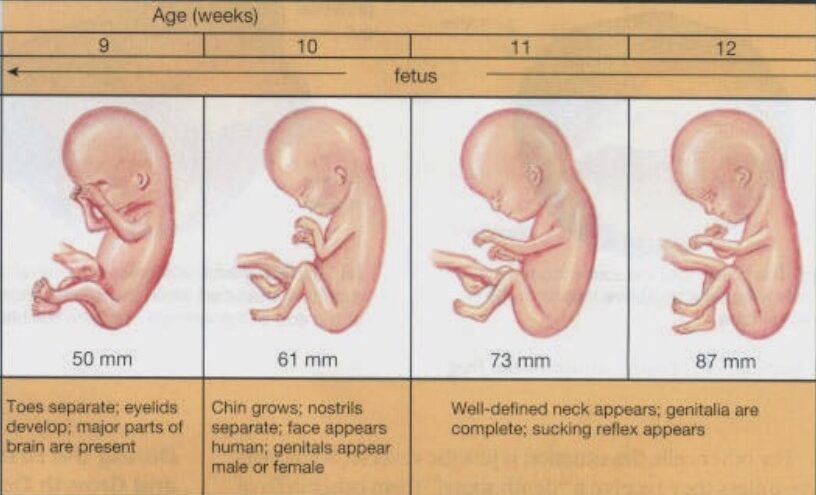 scan-baby-nilai
